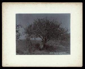Eritrea - Mai Mafales - Albero (Gardenia Lutea Fres.) e uomo appoggiato al tronco