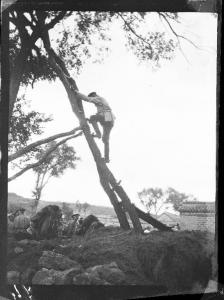 Guerra russo-giapponese - Russia - Manciuria - Taziin - Generale Alexiei Ivanov su un albero per osservare la battaglia di Laioyang