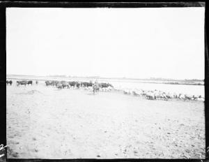 Guerra russo-giapponese - Russia - Manciuria - Mandria di bestiame e gregge di ovini nella valle del fiume Hungkhe
