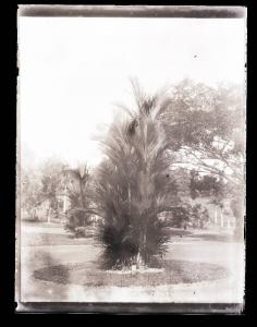 India Britannica - Bombay (?) - Palmizio in un giardino