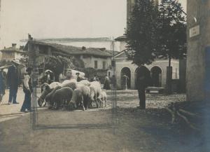 Paesaggio. Erba - Incino - Piazza con gregge di pecore da via Licinio