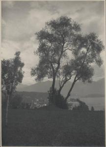 Paesaggio. Lago di Como - Tremezzo - veduta di Bellagio - alberi