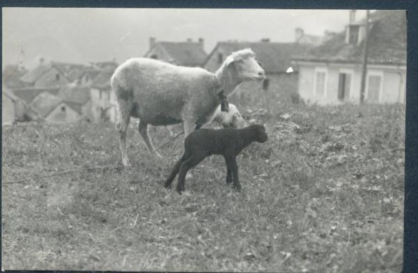 Località non identificata - Pecora e agnelli al pascolo