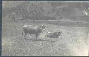 Varzo - Alpe Veglia - Mucche al pascolo