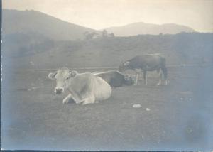 Piano del Tivano - vacche