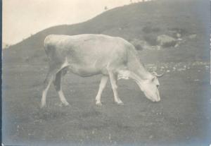 Piano del Tivano - vacca