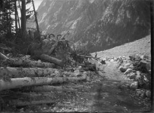 Paesaggio. Courmayeur - Val veny - Purtud - Sentiero con alberi abbattuti dalla frana del 1920