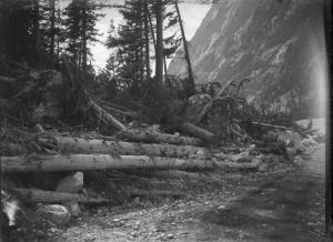 Paesaggio. Valdigne - Courmayeur - Purtud - Sentiero con alberi abbattuti dalla frana del 1920