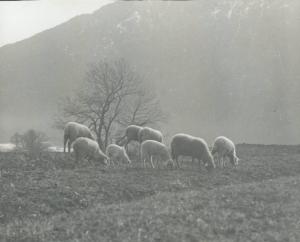 Paesaggio. Località non identificata - pecore