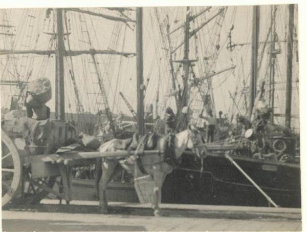 Genova - Porto - Banchina con navi e cavallo