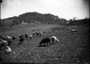 Paesaggio. Chiusi della Verna (già detta Chiusi in Casentino) - Pecore al Pascolo