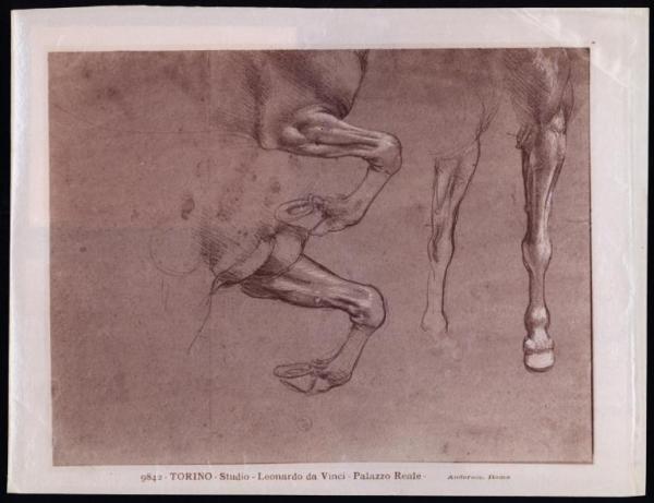 Disegno - Studio di gambe di cavallo - Leonardo da Vinci - Torino - Biblioteca Reale - inv. 15580 D. C.