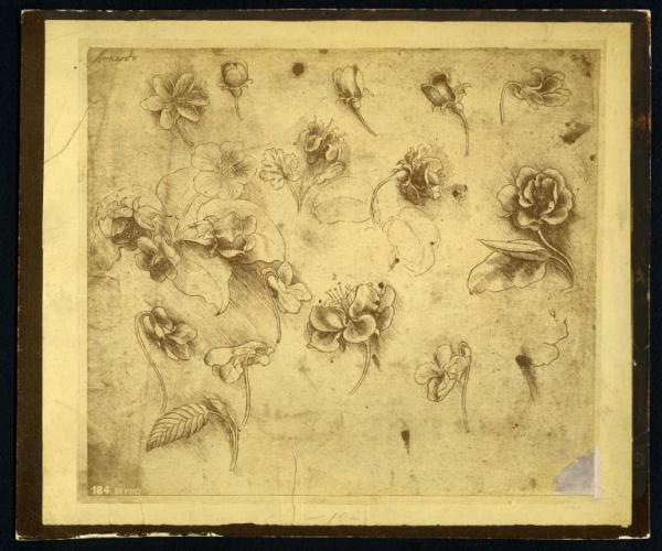 Disegno - Studio di fiori - Leonardo da Vinci - Venezia - Gallerie dell'Accademia - inv. 237
