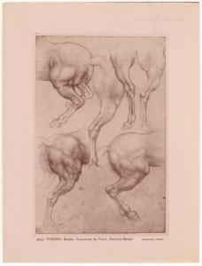 Disegno - Studio di gambe di cavallo - Leonardo da Vinci - Torino - Biblioteca Reale