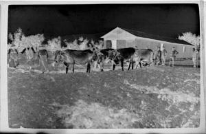 Prima Guerra Mondiale - San Zeno (dintorni) - Campagna - Buoi attaccati all'aratro, contadini e soldati