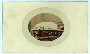 Cane - Maltese su un tavolo, sdraiato