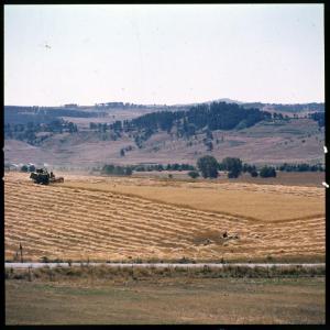 Calabria - Sila - Lavoro agricolo con mototrebbia - Campo di cereali - Colline