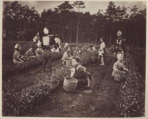 Giappone - Contadini nelle piantagioni da tè - Nomin - "Nichijou seikatsu"