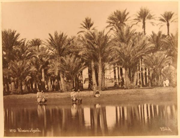 Egitto - Il Cairo dintorni - Piana di Giza - Canale d'acqua - Palmeto - Uomini sul bagnasciuga