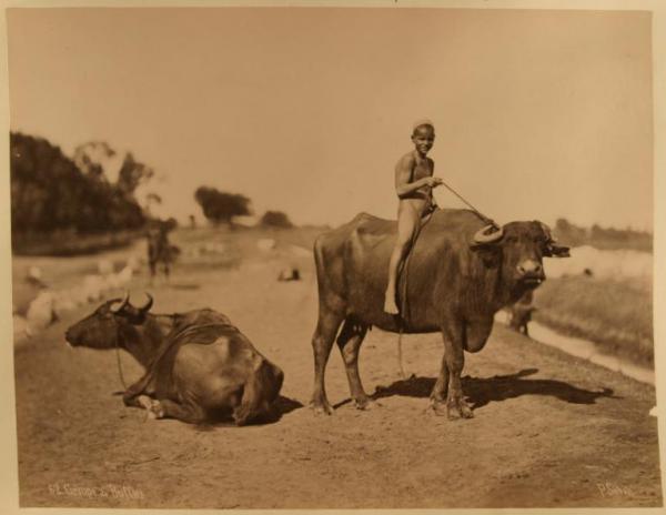 Ritratto - Ragazzo nubiano cavalca nudo a pelo un bufalo - Un altro bufalo è sdraiato sulla strada