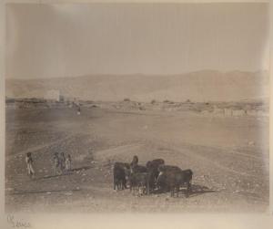 Palestina - Cisgiordania - Gerico - Piana desertica - Vitelli al pascolo - Quattro bambini guardano il bestiame