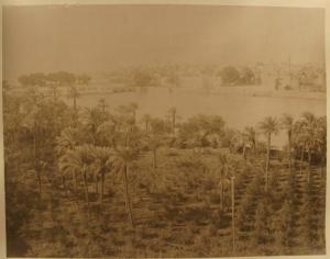 Egitto - Assiut - Fiume Nilo - Palme