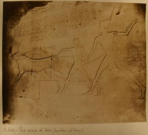 Bassorilievo - Caccia al toro - Egitto - Abydos - Tempio