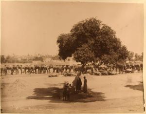 Egitto - Caravanserraglio - Mercato di cammelli - Mercanti - Albero