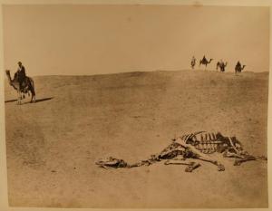 Egitto - Deserto - Cammelli con beduini - Scheletro di cammello