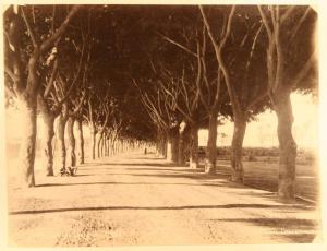 Egitto - Il Cairo - Strada sotto gli alberi - Passeggiata di Gezira - Filari di acacie