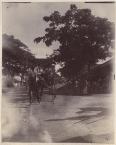 Sri Lanka - Colombo - Strada della città - Via alberata - Carrozza con cavallo