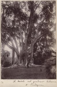 Sri Lanka - Paradeniya - Giardino botanico - Albero - Baobab
