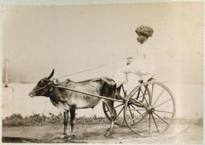 India - Chennai (già Madras) - Carrozzino monoposto trainato da un vitello