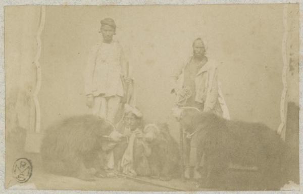 India - Due uomini - Tre orsi al guinzaglio