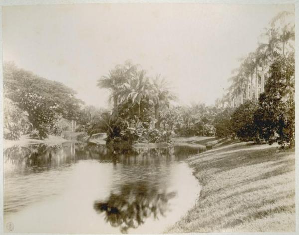 India - Kolkata (già Calcutta) - Giardino Eden - Stagno - Palme