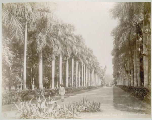 India - Kolkata (già Calcutta) - Giardino botanico - Palme - Viale