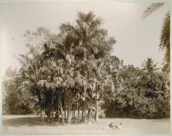 India - Kolkata (già Calcutta) - Giardino botanico - Gruppo d'alberi - Palme