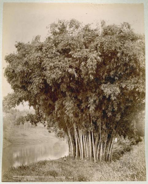Sri Lanka (già Ceylon) - Albero - Bamboo gigante - Stagno