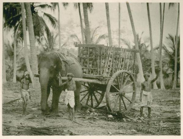Sri Lanka (già Ceylon) - Kandy dintorni - Fiume - Elefanti