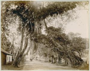 Sri Lanka (già Ceylon) - Foresta - Albero - Ficus gigante (detto anche banyan) - Carrozzella