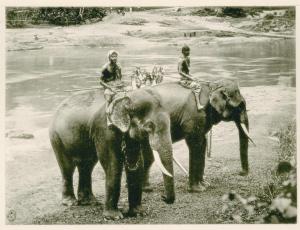 Sri Lanka (già Ceylon) - Batticaloa - Elefanti - Trasporto dei frutti del cacao