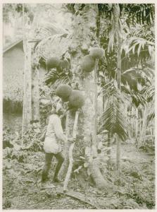 Sri Lanka (già Ceylon) - Colombo - Giardino - Albero - JAckfruit - Artocarpus heteropyllus