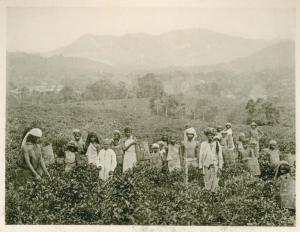 Ritratto di gruppo - Raccoglitori di té cingalesi