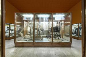 Milano - Museo Civico di Storia Naturale - sala dei mammiferi - vetrina con scheletro di giraffa ed esemplare di opkapi - allestimento del 1995 ca.