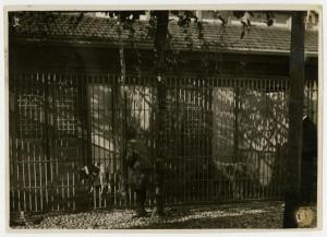 Milano - Canile Municipale - Un bambino di fronte ad una gabbia con dei cani