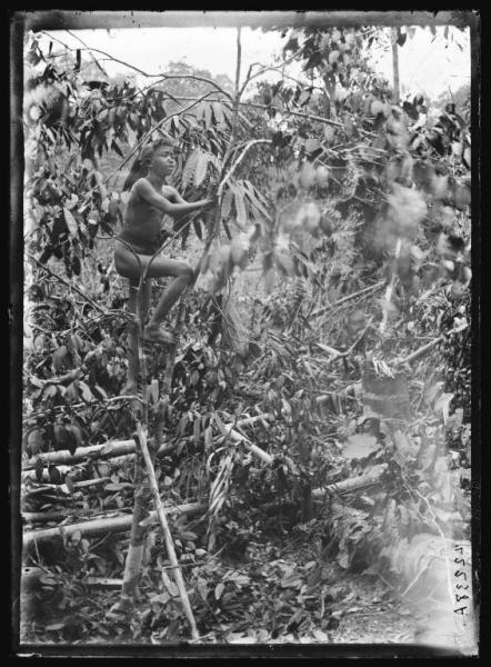 Asia - Malesia - tribù dei Sakai - giovane indigeno che si arrampica sugli alberi