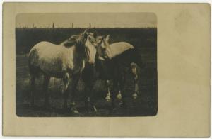 Prato - Due cavalli e un puledro in un recinto