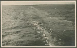 Mare - Onde - Gabbiani in volo sull'acqua - Veduta dalla nave da crociera