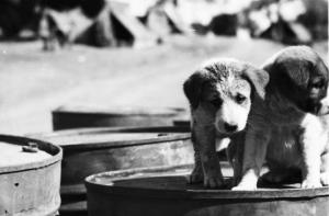 Viaggio in Africa. Cuccioli di cane