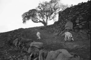 Viaggio in Africa. Afaalba - pecore al pascolo - muro di contenimento a secco - pianta di acacia